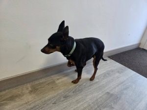 IMPORTANTE!!!
Esta preciosidad se ha extraviado. No se le localiza el chip, pero…